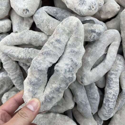 广州猪婆参