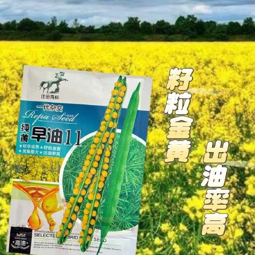 纯黄早油11油菜种子纯黄籽特早熟高产黄油菜籽杂交白菜型抗病抗
