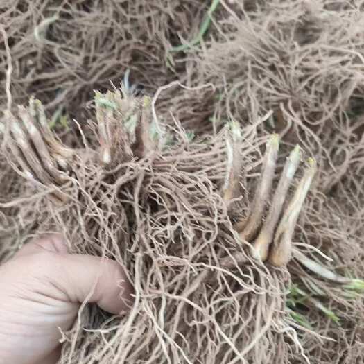 临沂韭菜根苗电商打包好了100颗一包