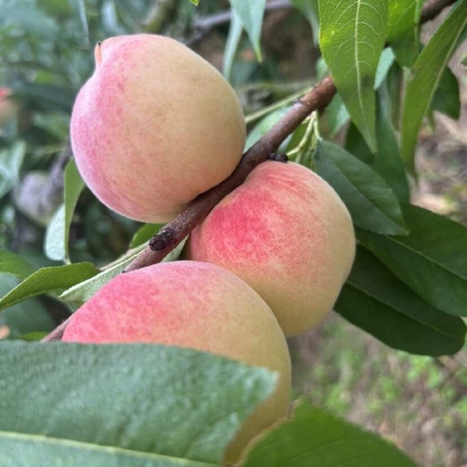 宽甸县白桃