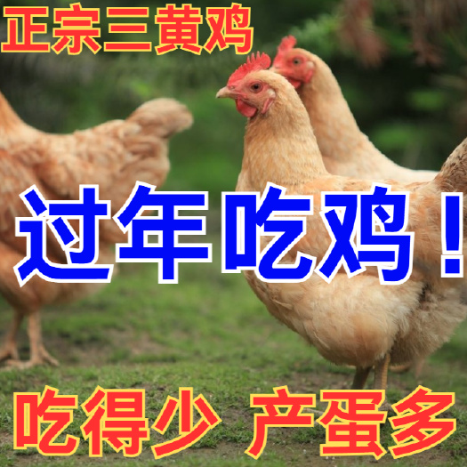 嘉祥县(平台严选店)三黄鸡苗包防疫 包运输 包/存活率货到满意付款