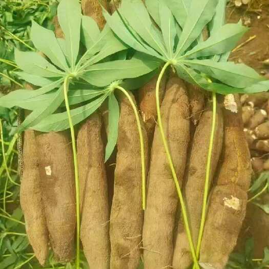 玉林广西新鲜黄肉木薯现挖现发