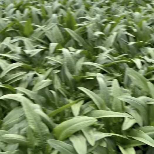 昆明油麦菜供应市场量大从优