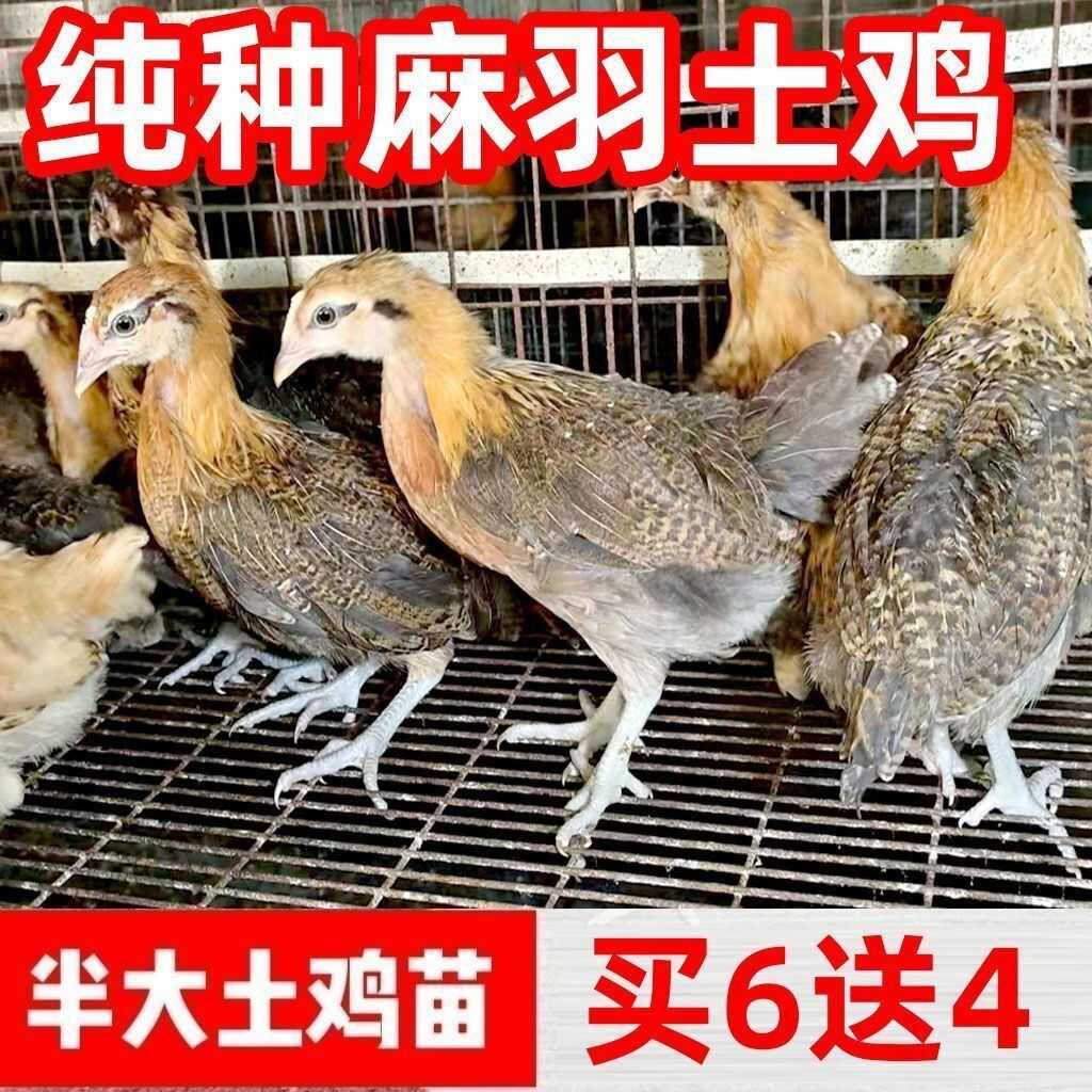 (平台严选店)土鸡苗包防疫 包运输 包/存活率货到满意付款