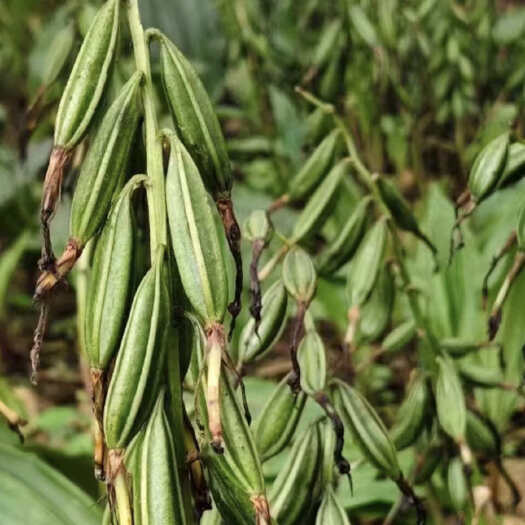 都江堰市毛慈菇
