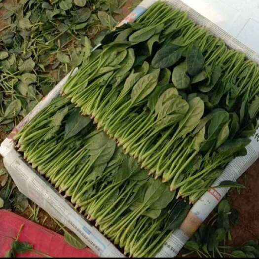 滨州菠菜  产地直达   量大从优   供商超 农贸市场