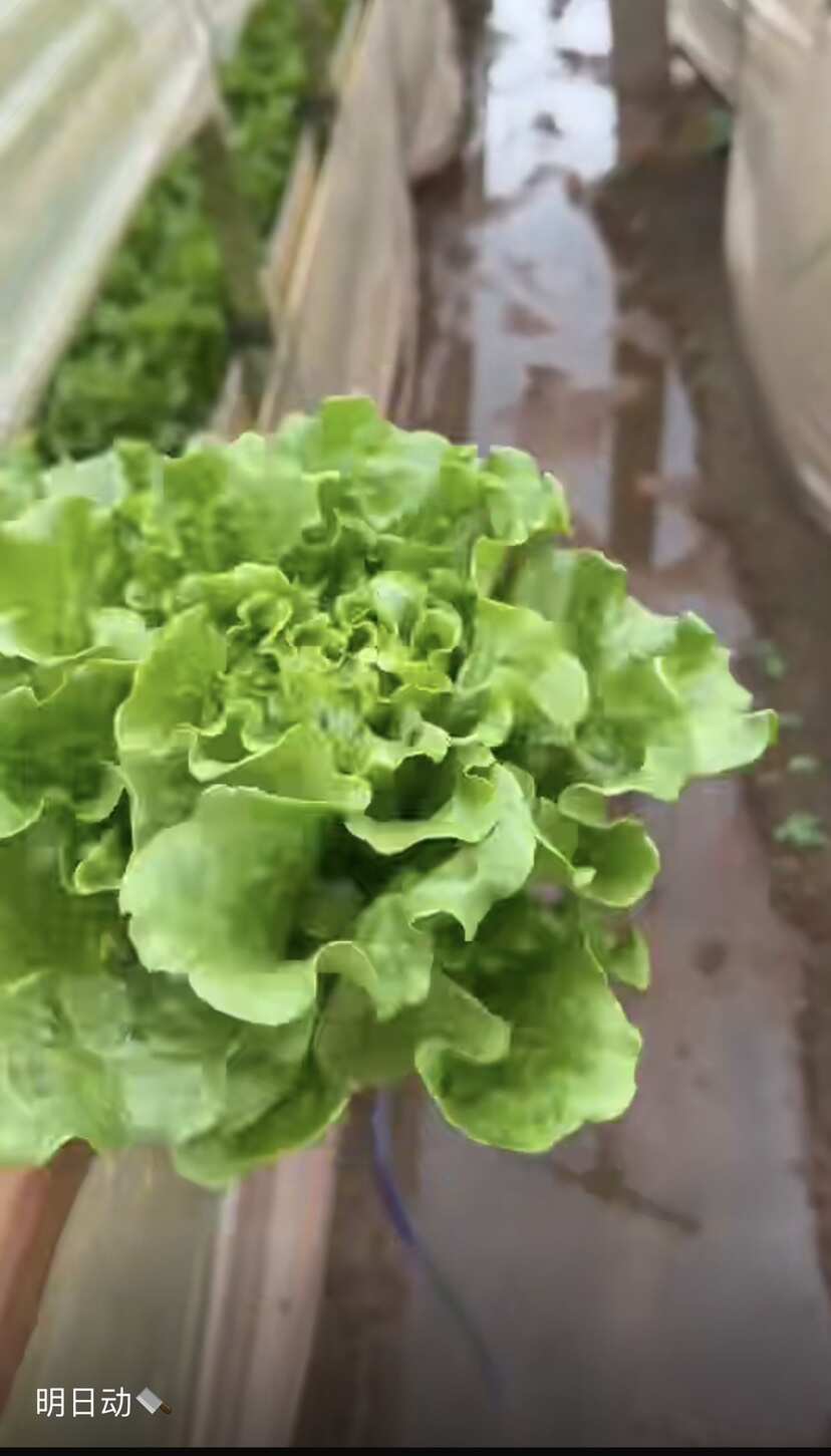 昆明意大利生菜，产地一手货源