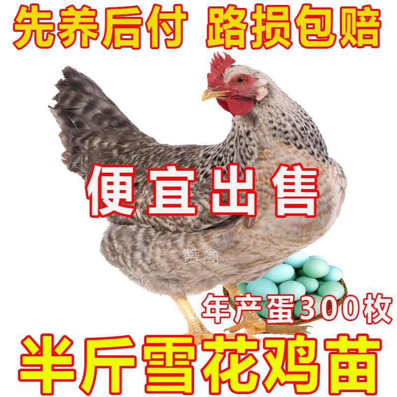 (平台严选店)芦花鸡苗包防疫 包运输 包/存活率货到满意付款