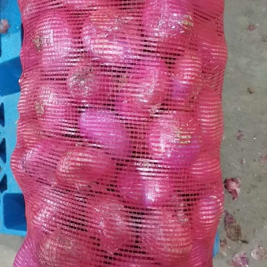 涡阳县圆葱