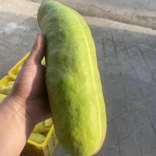 桂林少籽八月瓜巨果