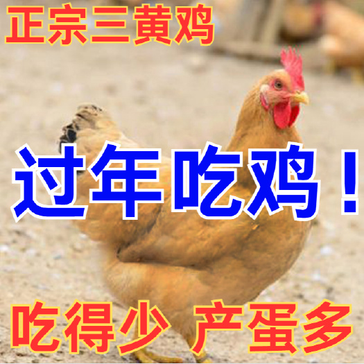 六盘水(平台严选店)三黄鸡苗包防疫 包运输 包/存活率货到满意付款