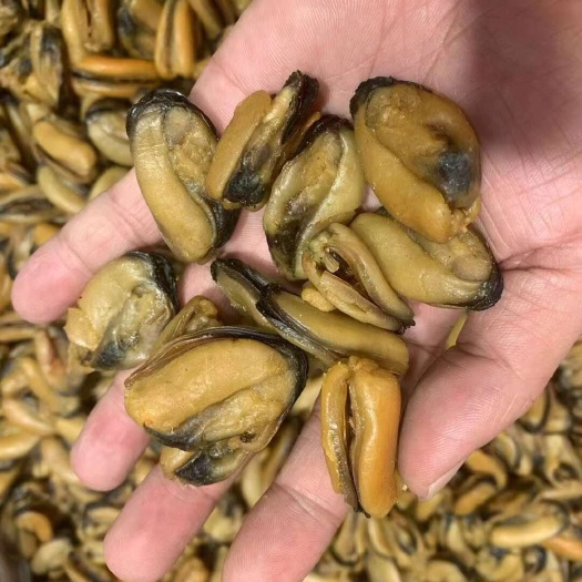 汕头高品质美味淡菜干新鲜海虹干海鲜淡菜青口贻贝非牡蛎干海产品干货