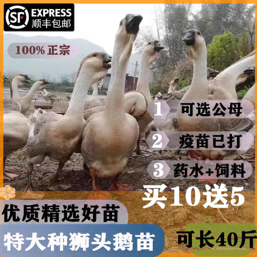 蕲春县(平台严选店)狮头鹅苗包防疫 包运输 包/存活率货到满意付款
