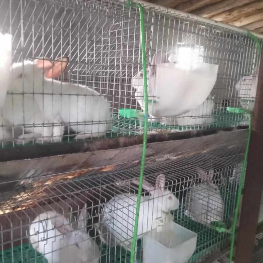 新疆巴州伊拉兔
