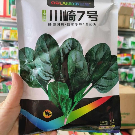 沭阳县川崎7号杂交大圆叶菠菜种子早熟浓绿耐寒越冬抗病菠菜种子孑