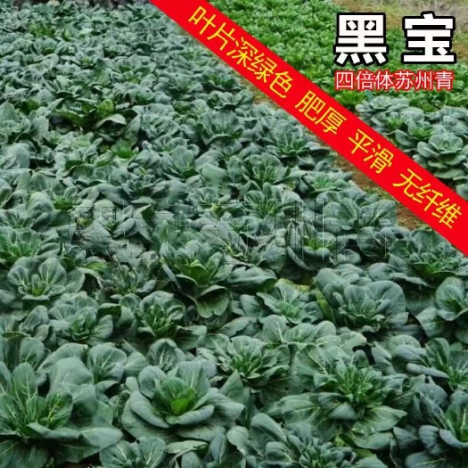 宿迁黑宝四倍体苏州青菜种子