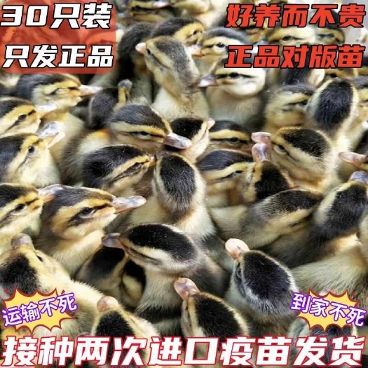 (平台严选店)麻鸭苗包防疫 包运输 包/存活率货到满意付款