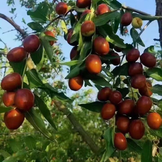 沧县沧州金丝小枣