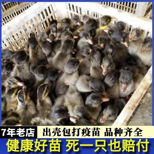 (平台严选店)金锭鸭苗包防疫 包运输 包/存活率货到满意付款