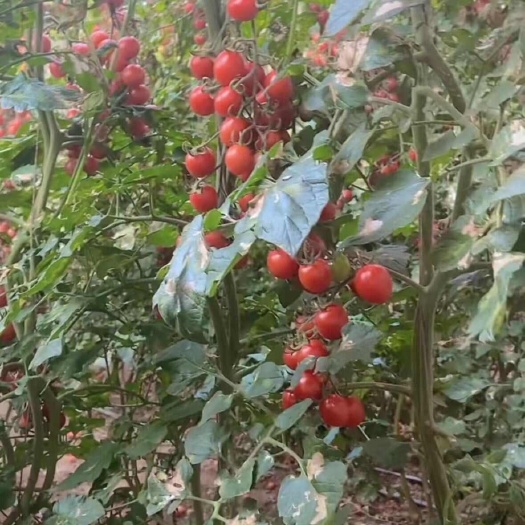 北票市葫芦西红柿