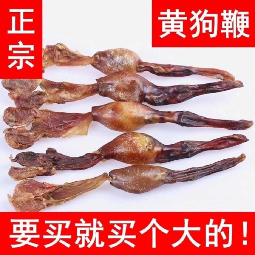 亳州黄狗鞭黄狗肾狗鞭干狗鞭粉土狗鞭新鲜泡酒料黑狗鞭干货煲汤黑狗鞭