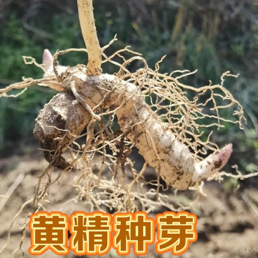 嵩县黄精种植苗新鸡头黄精种苗鸡头参种滋补药材黄金种子现挖现发