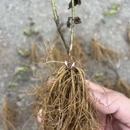 凤城市东北威灵仙种苗！