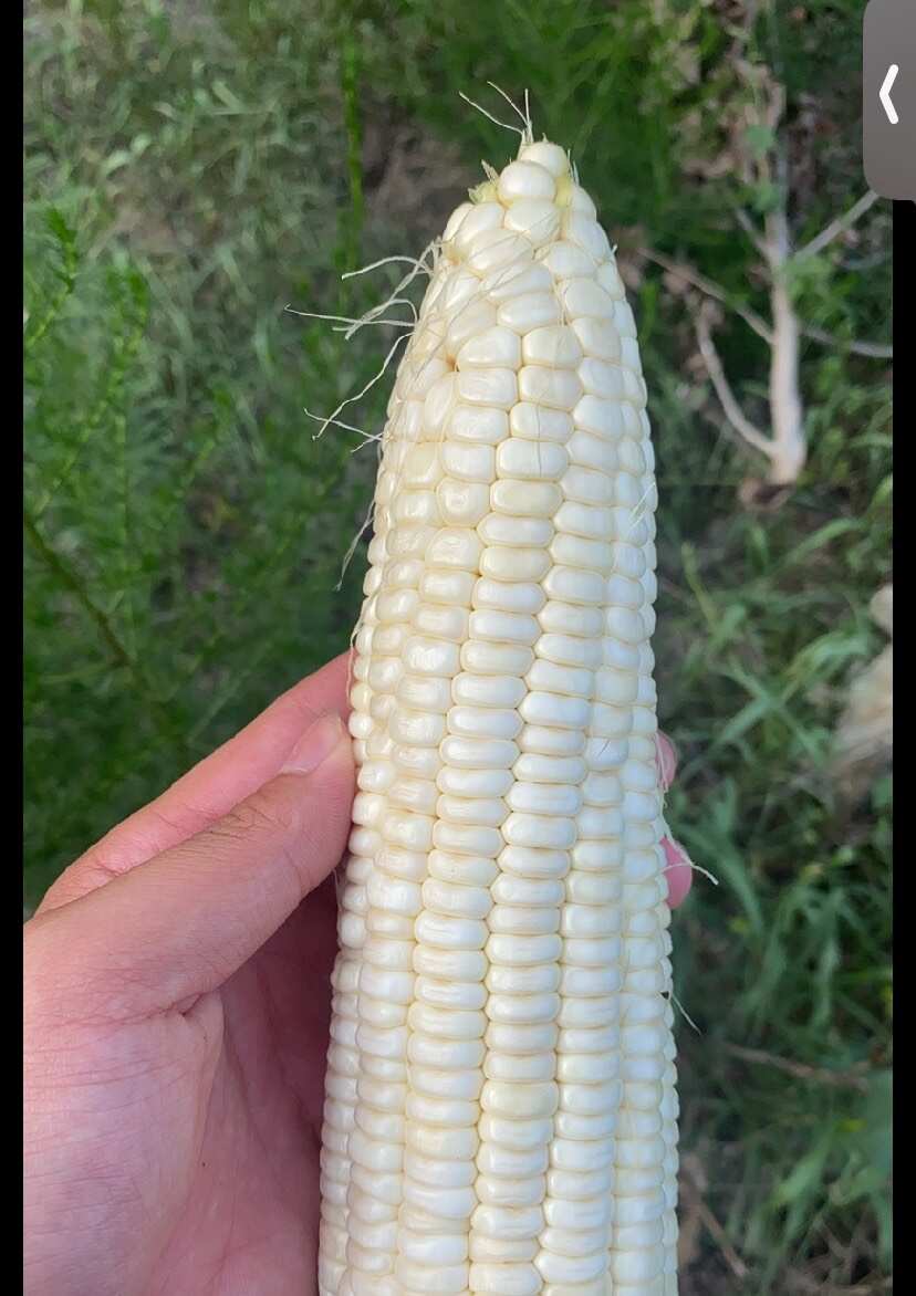 白糯玉米