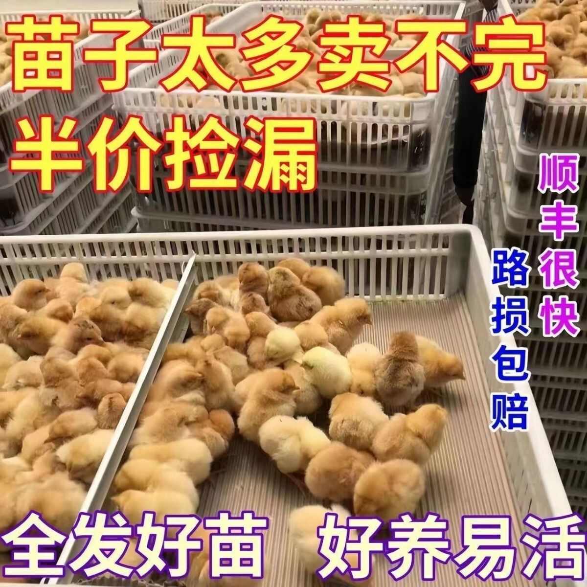 (平台严选店)麻鸡苗包防疫 包运输 包/存活率货到满意付款