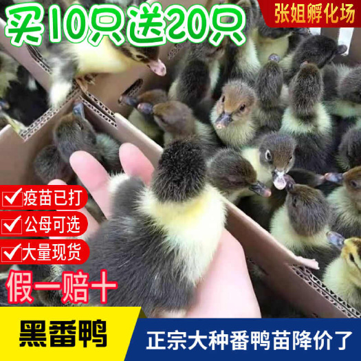 (平台严选店)番鸭苗包防疫 包运输 包/存活率货到满意付款
