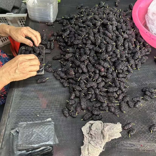 普宁市桑葚出来了