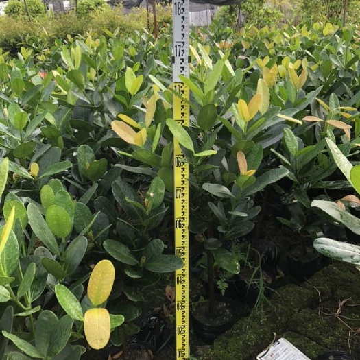佛山小福本1-1.5米大量