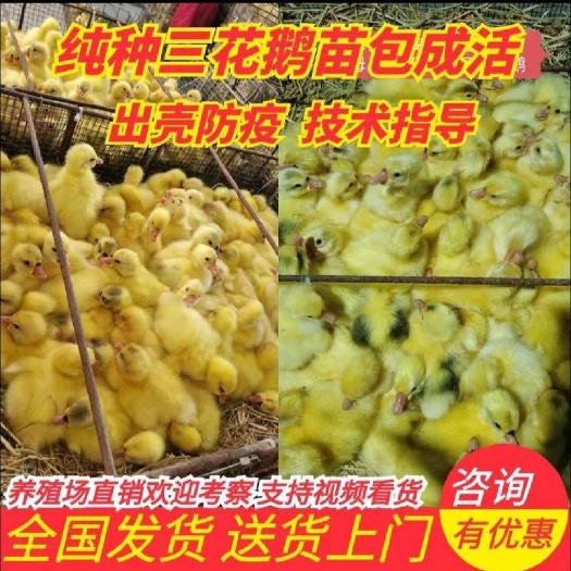 商丘大三花鹅苗 狮头鹅 大白鹅 土肥鹅 皖西鹅