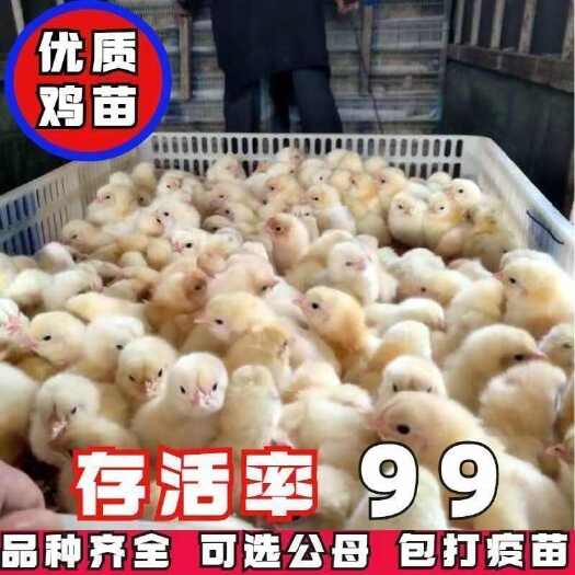 姚安县三黄鸡苗(平台严选店)包防疫 包运输 诚信第一 货到满意付款