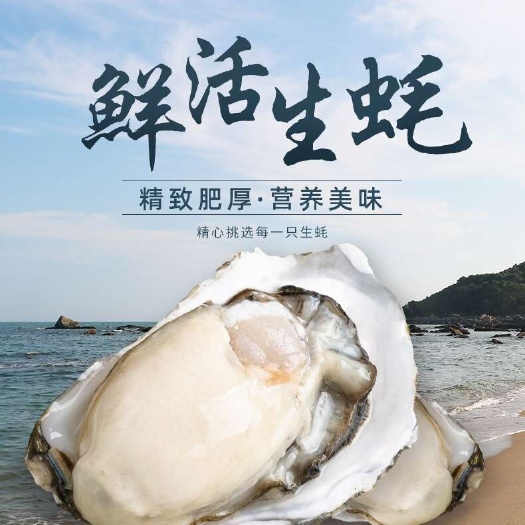 净化蚝  【精品蚝业】乳山生蚝 三倍体 供应市场 电商 社区