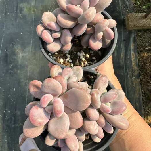 宜良县桃蛋