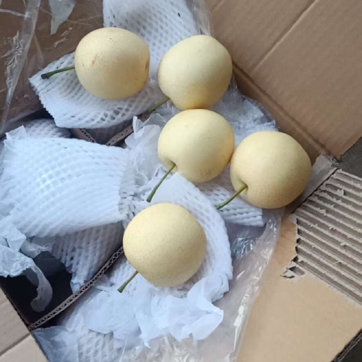 赵县60皇冠梨个大梨白近期出口量猛增价格有所上浮需要的朋友抓紧了