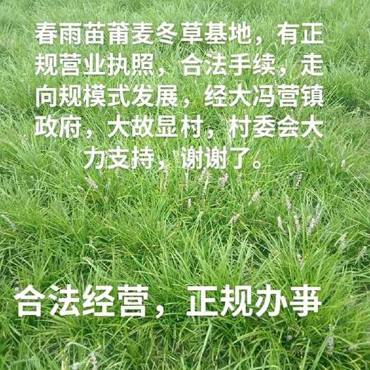 深州市麦冬草