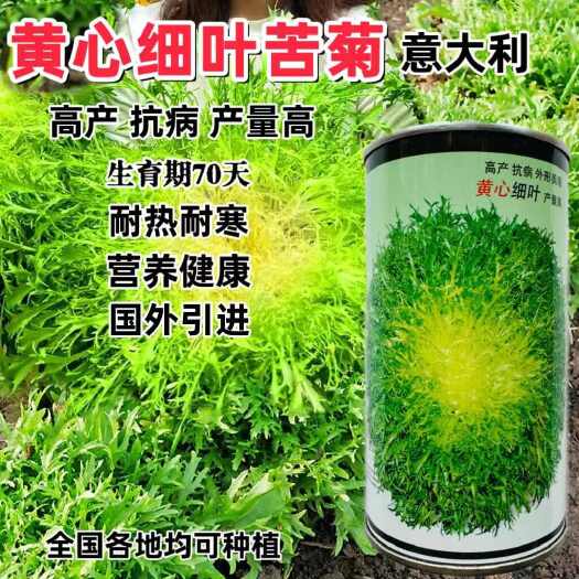 沭阳县意大利碎叶苦苣种子  皇家细叶金菊苦苣种子