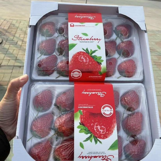 天津草莓包装盒，整箱200个