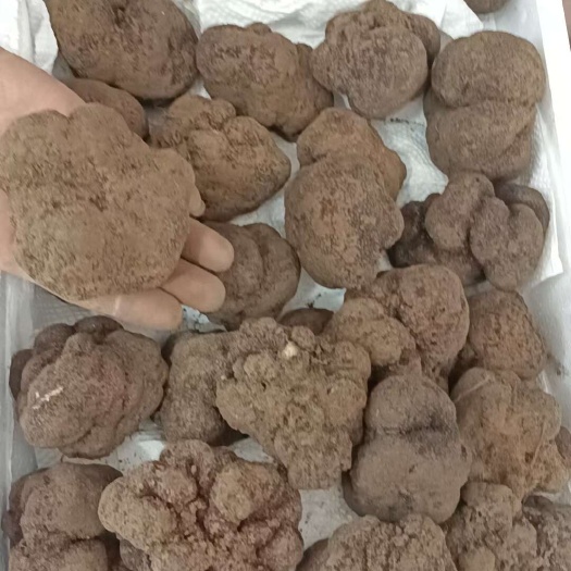 会东县松露