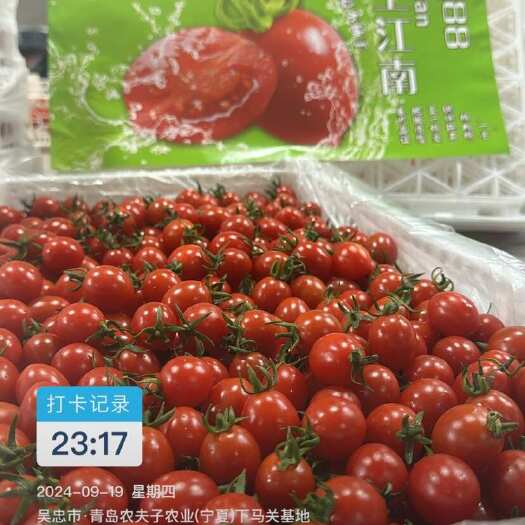 同心县青岛农夫子宁夏玲珑继续走单