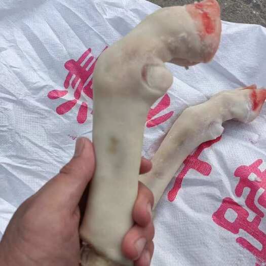 河间市羊蹄 本地育肥羊羔羊白蹄 长期供应卤肉熟食店 麻辣羊蹄