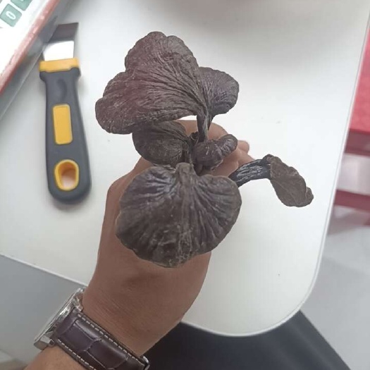 那坡县竹灵芝
