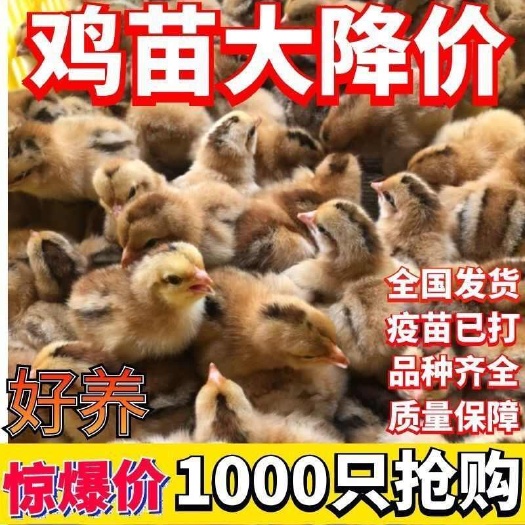 西充县土鸡苗(平台严选店)包防疫 包运输 诚信第一 货到满意付款