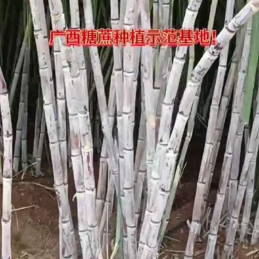 糖蔗种苗：05136 42 44  00236等