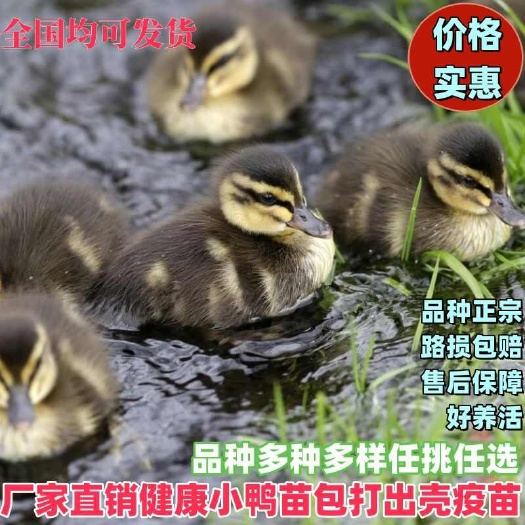 麻鸭苗(平台严选店)包防疫 包运输 诚信第一 货到满意付款