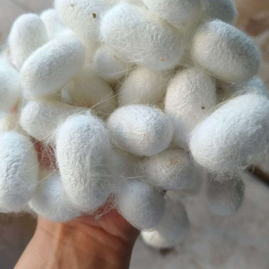 景东县吐丽蚕丝，自己家养的蚕做成的蚕丝，真品