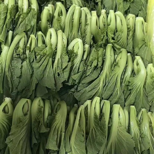 广州水东芥菜苗