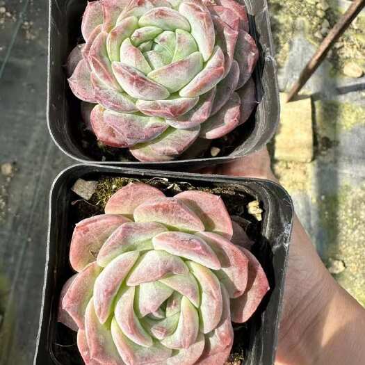 宜良县雪球多肉